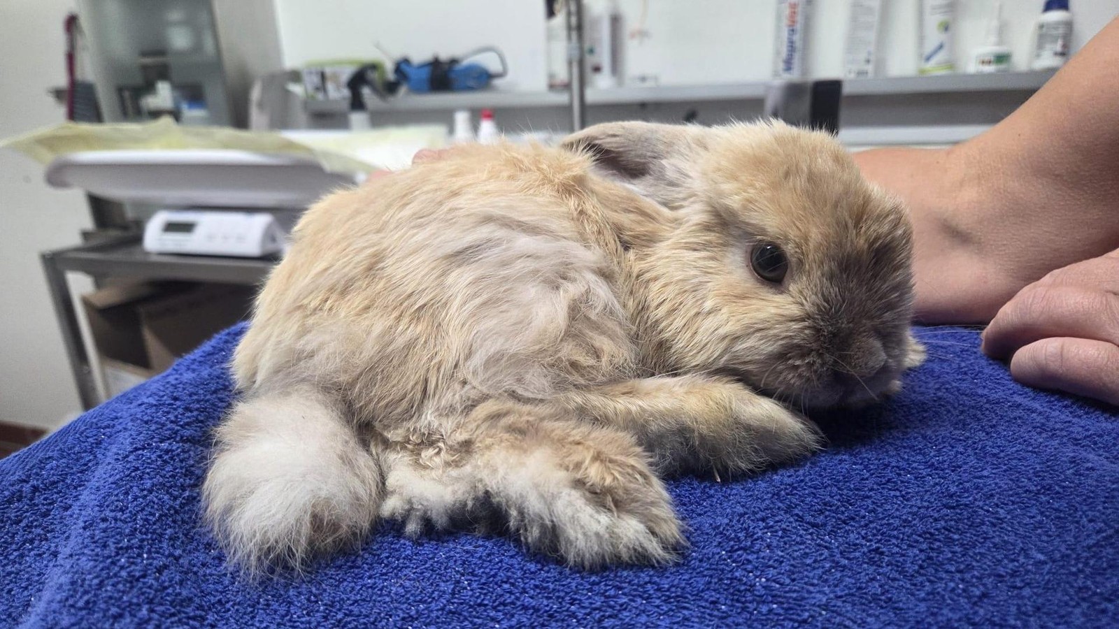 Vier-Kaninchen-im-Wald-ausgesetzt-Tierheim-zeigt-Momfluencerin-an