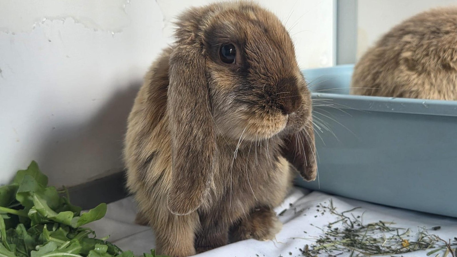 -Sch-me-mich-Momfluencerin-verliert-nach-Shitstorm-erste-Werbevertr-ge