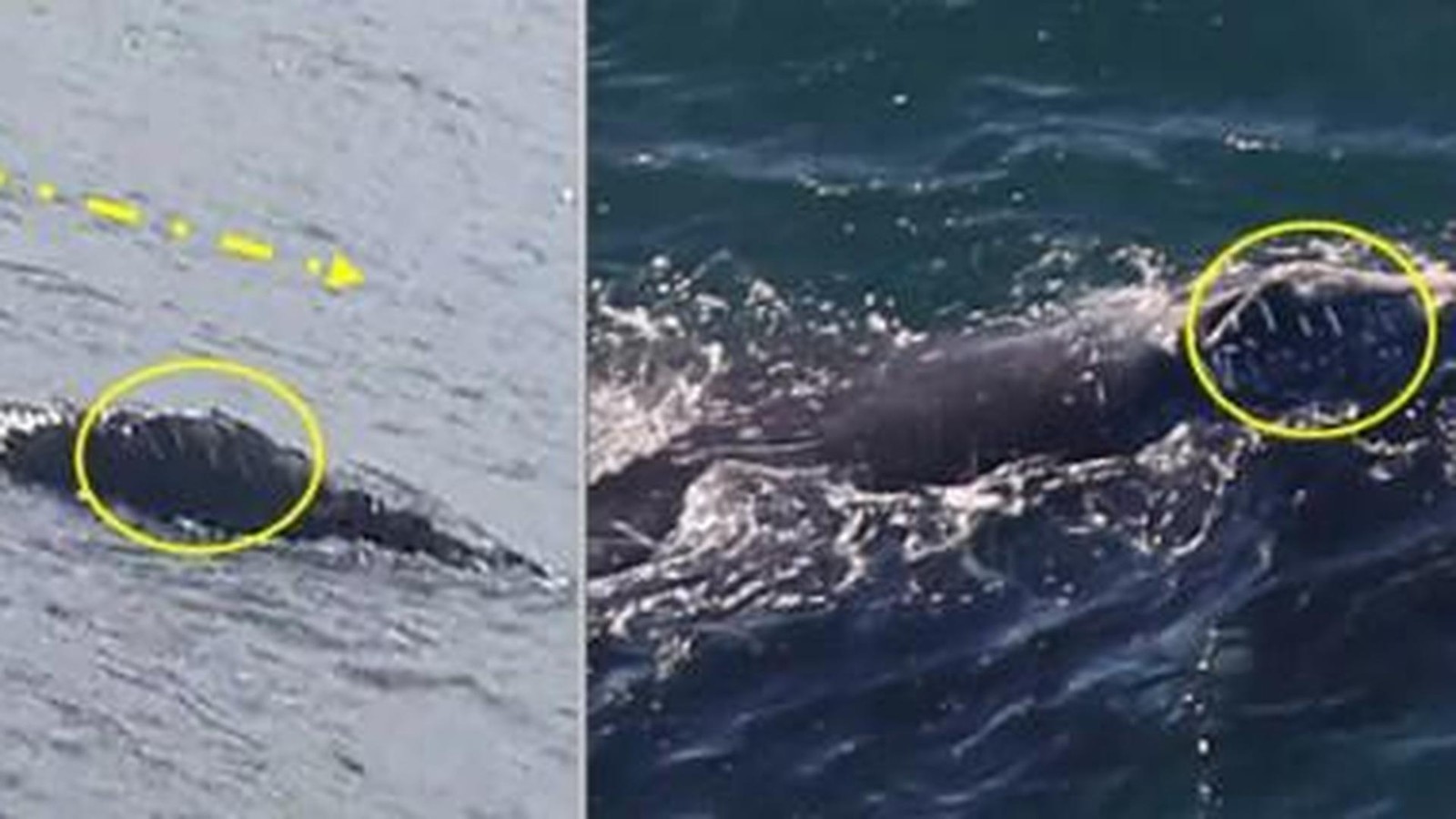 Von-Irland-nach-Boston-Seltener-Glattwal-legt-eine-Rekordreise-zur-ck