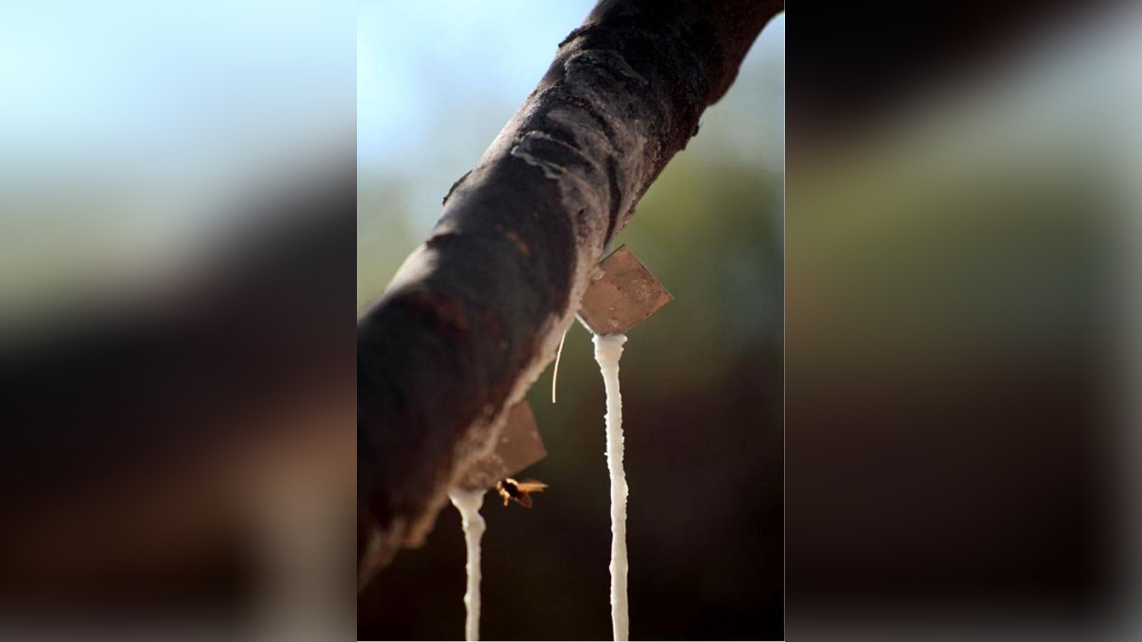 Zucker-Alternative-mit-Heilkraft-Italiener-schw-ren-auf-biblisches-Lebensmittel