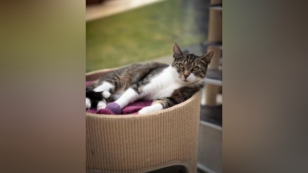 Tierheim Salzgitter: Warum Katze Fixi ein besonderes Zuhause braucht