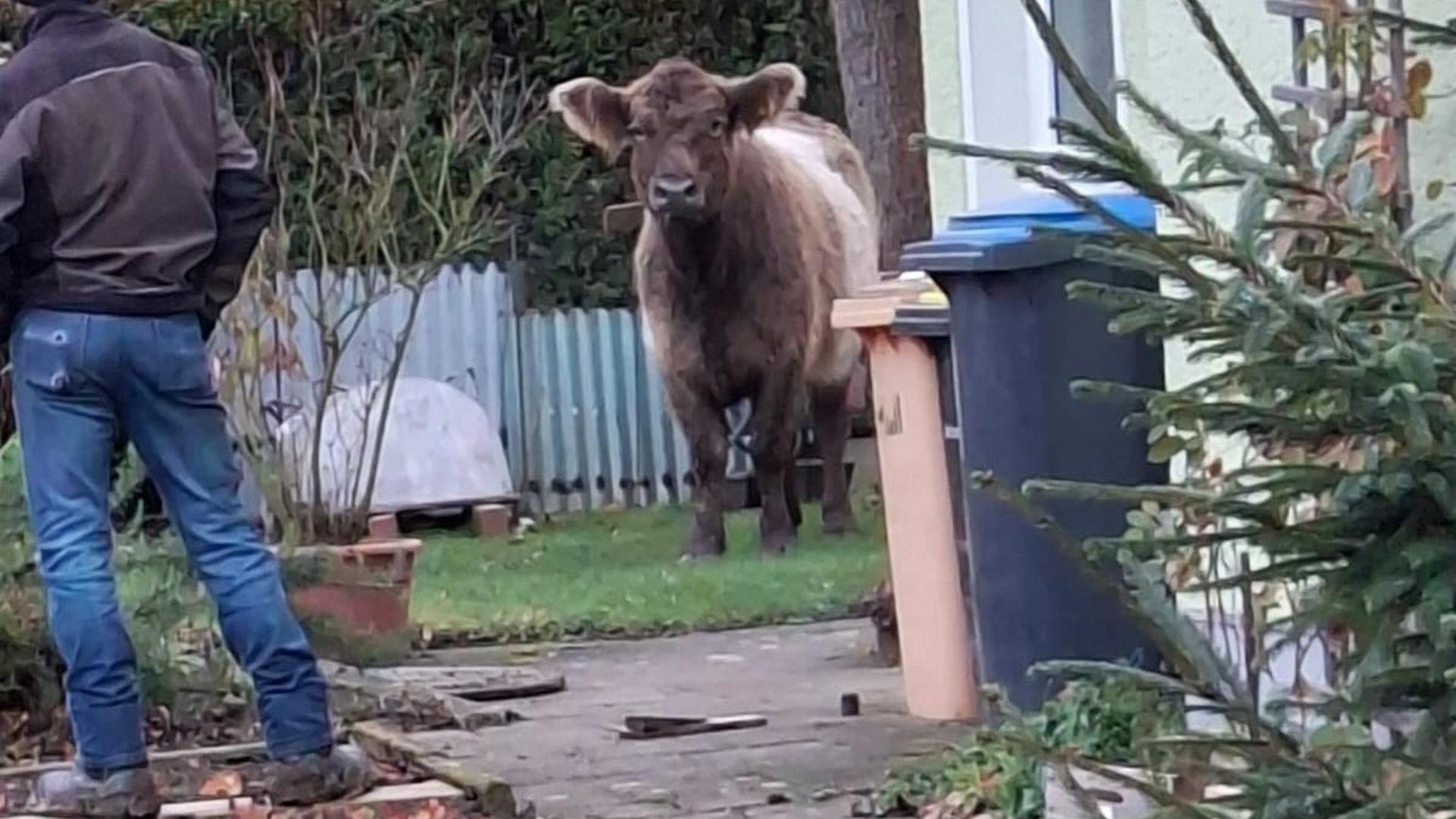 Ausgeb-xt-im-Saale-Holzland-Kreis-Jungrind-h-lt-Nachbarschaft-in-Atem