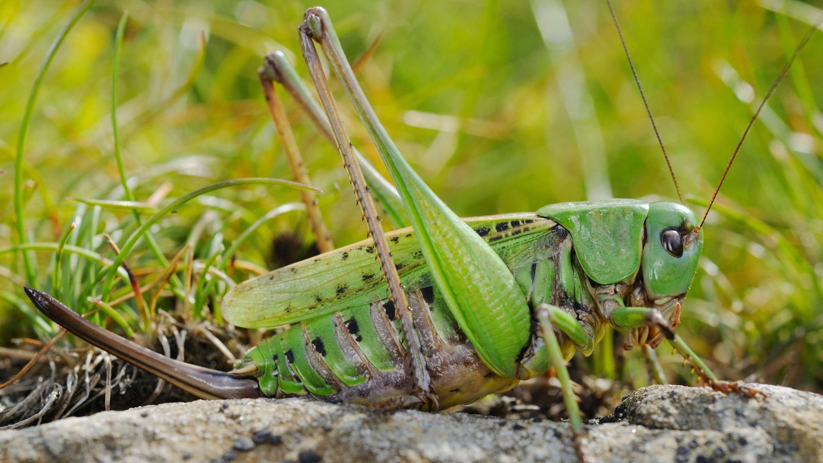 der-warzenbei-er-h-tte-nie-insekt-des-jahres-werden-d-rfen
