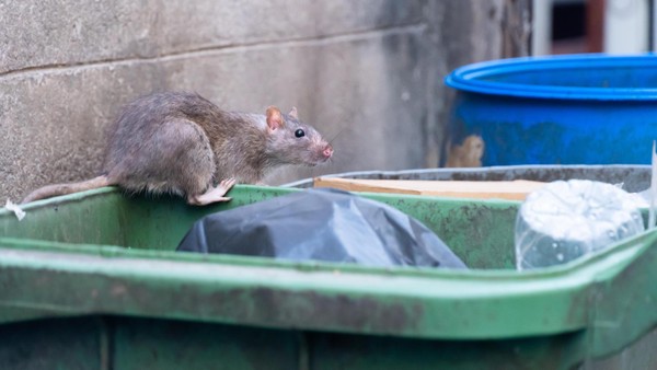 Überraschende Zahlen: In diesem Bezirk wurden die meisten Ratten gemeldet