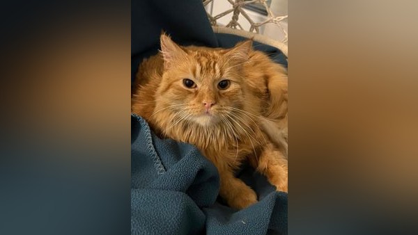 Katzenbesitzer im Kreis Peine in Sorge: Ist wieder ein Tierquäler unterwegs?