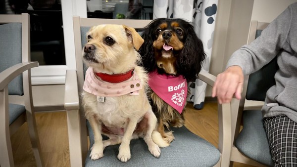 Ehrenamtliche und ihre Hunde bringen Wolfenbütteler Senioren Lebensfreude