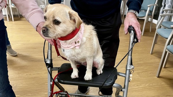 Nachfrage nach Therapeuten auf vier Pfoten – diese Hundedame ist besonders beliebt