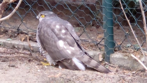 Tierliebe Wolfsburger starten Rettungsaktion für schwerverletzten Greifvogel