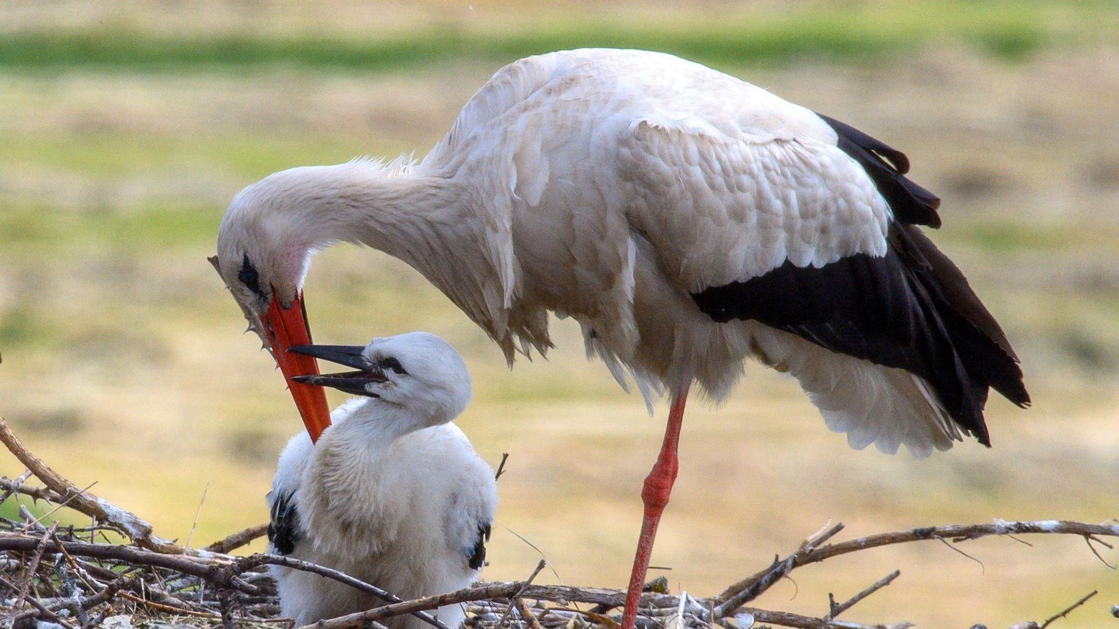 St-rche-im-Landkreis-Peine-deshalb-ist-es-f-r-Adebar-ein-durchwachsenes-Jahr