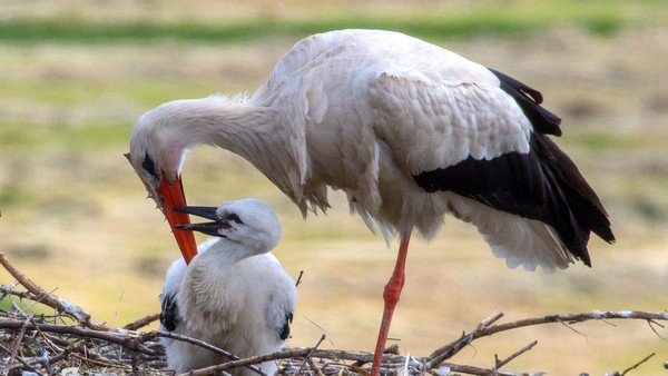 Störche im Landkreis Peine: Mehr Brutpaare, aber auch Todesfälle