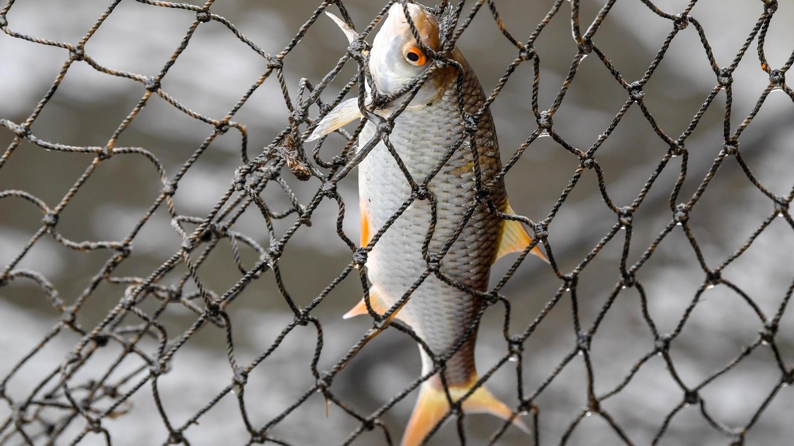 Kein-Fisch-aus-Th-ringen-im-Handel-Das-ist-der-Grund