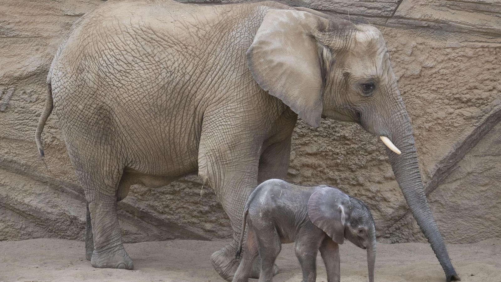 In-Europa-einzigartig-Hier-ist-Elefanten-Kuh-Kariba-nicht-l-nger-allein