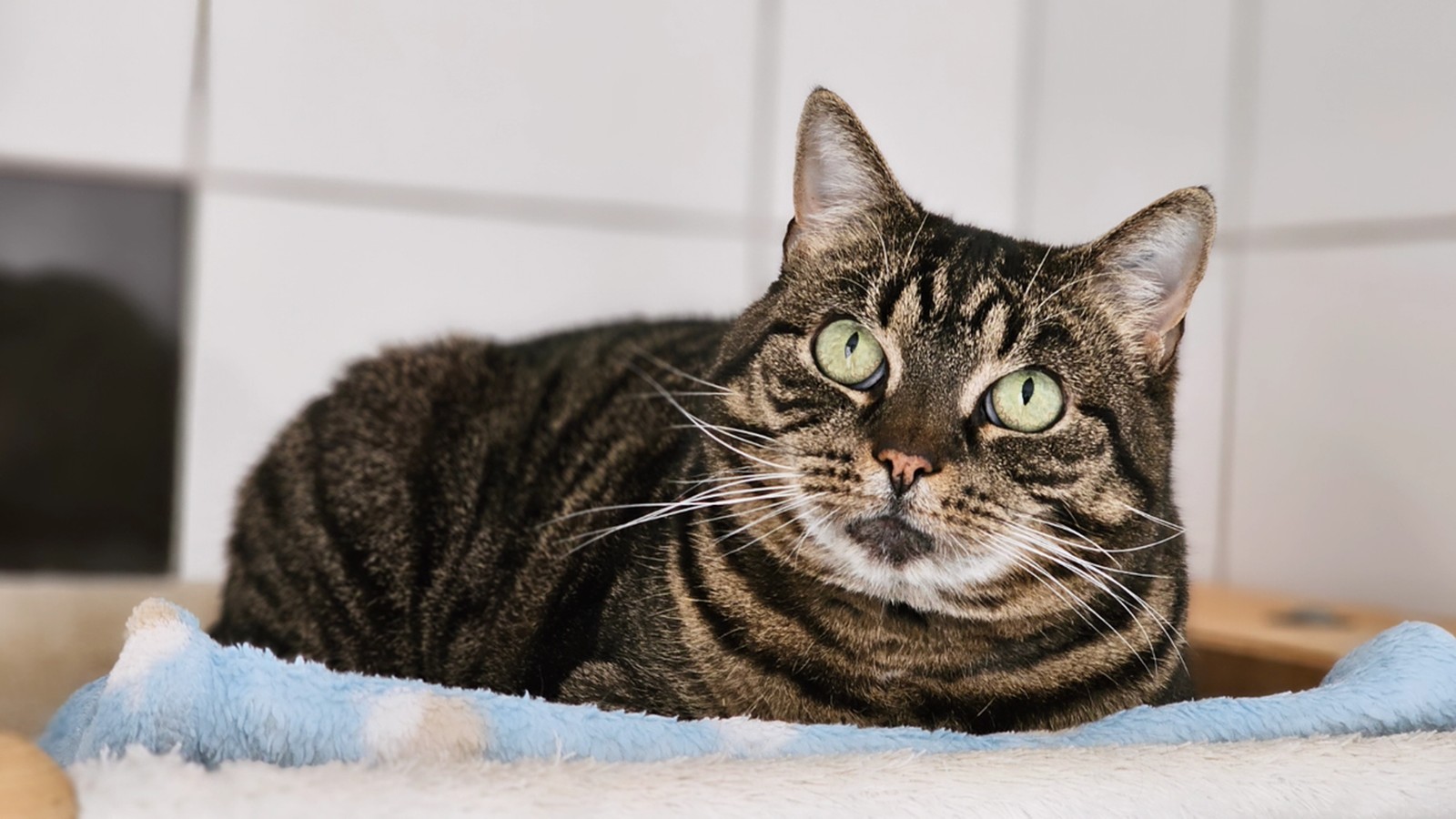 Neues-Zuhause-f-r-Wesels-Tierheim-Tiere-Wie-es-ihnen-geht-und-wer-noch-wartet