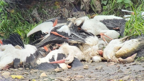 „Es ist furchtbar!“: Vogelgrippe tötet massenhaft Störche in Spanien