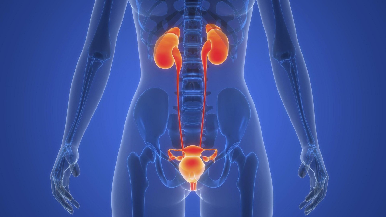 Ursache-f-r-Blasenkrebs-Dieses-Virus-k-nnte-eine-wichtige-Rolle-spielen