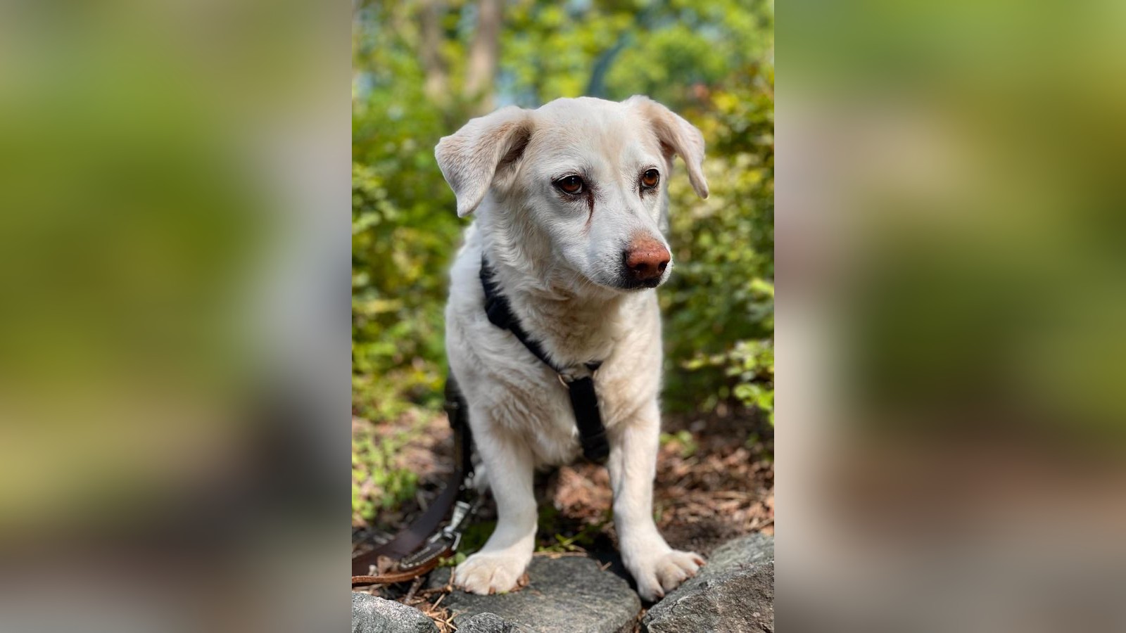 Tierschutz-Braunschweig-sucht-neue-Besitzer-f-r-Sammy