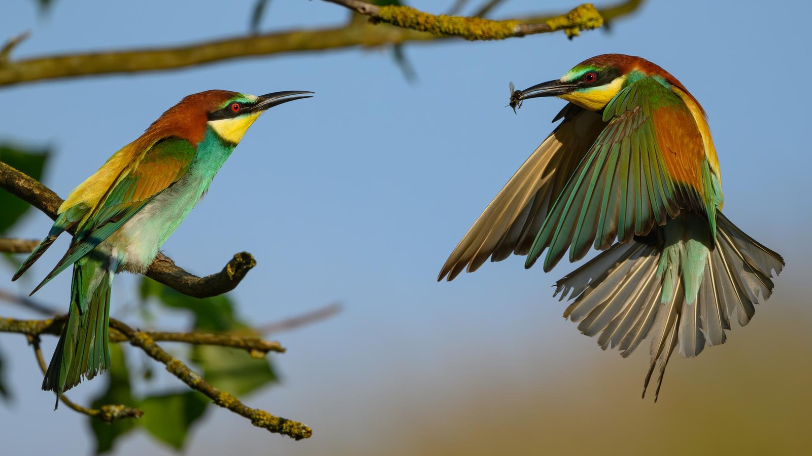 Das-Zwitschern-wird-leiser-Wie-der-Klimawandel-die-Vogelwelt-umkrempelt