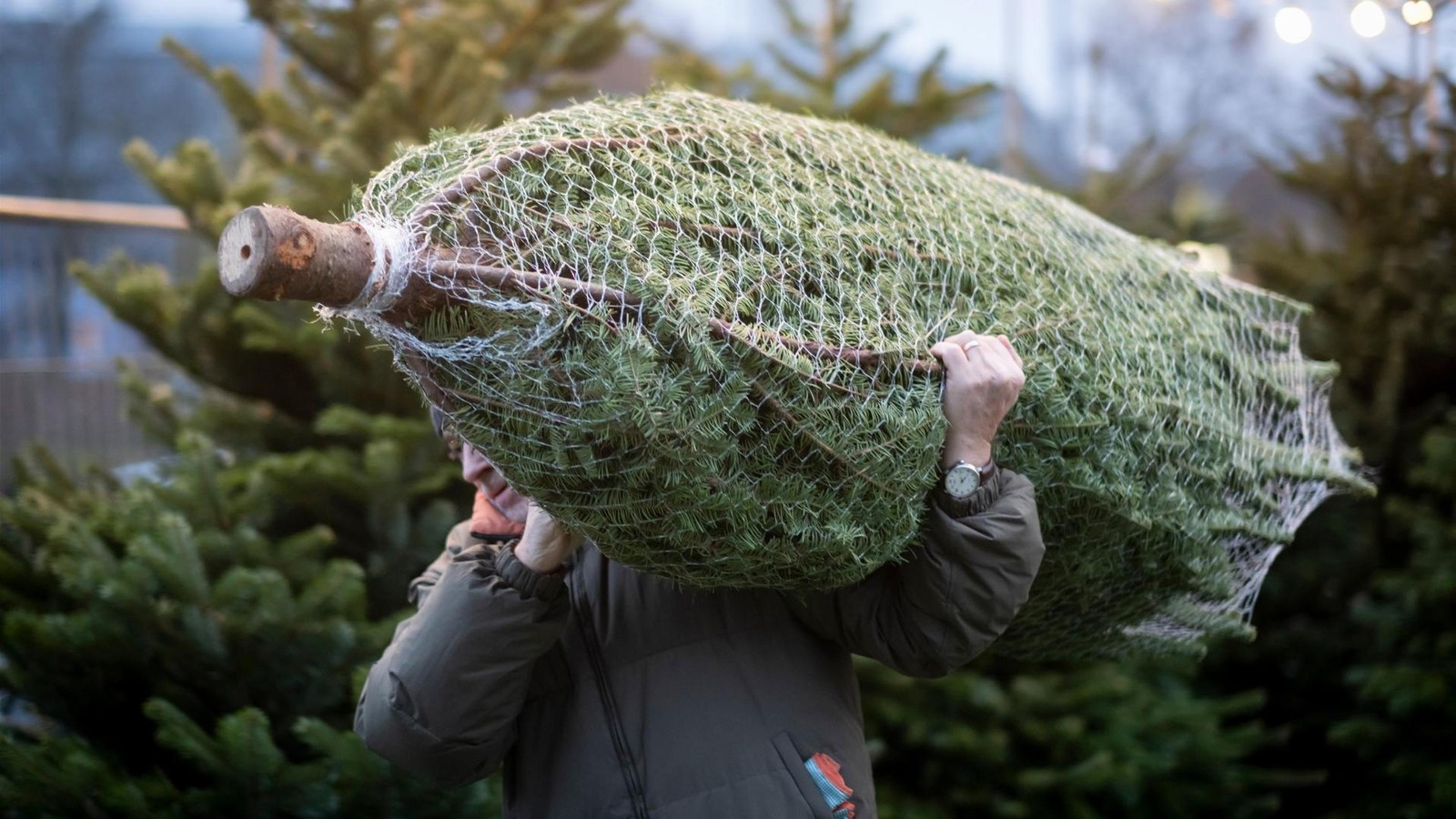 Die-Skier-sind-diesmal-f-r-den-Weihnachtsbaum-statt-f-r-den-Schnee