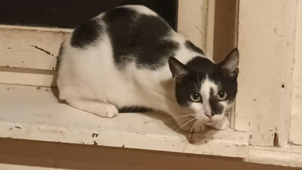 Gifhorner Kater Enzo sucht eine geduldige Familie, die ihm Aufmerksamkeit schenkt