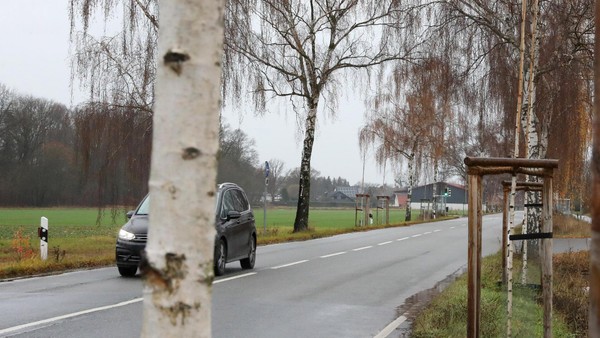 Haaaatschi! – Warum die CDU keine neuen Birken mehr in Wolfsburg will