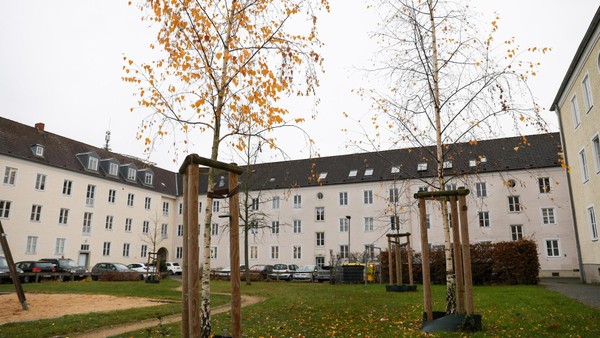 Kommentar: Birken raus aus Wolfsburg – Rollrasen rein!