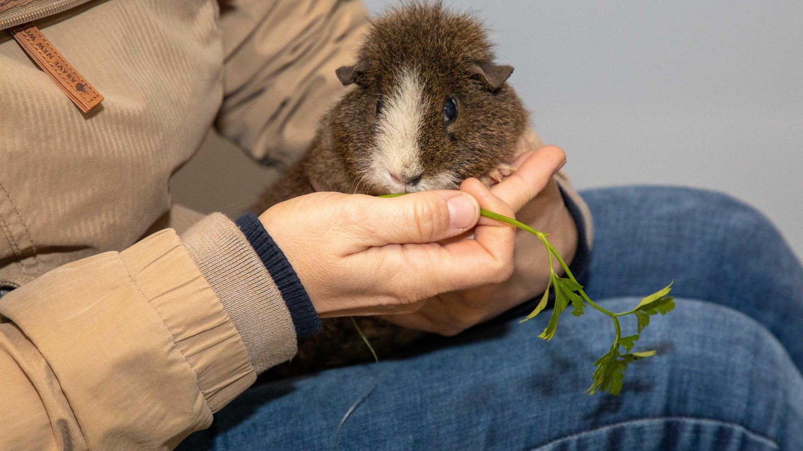 Meerschweinchen-in-Not-Hier-bekommen-sie-Weihnachtsgeschenke
