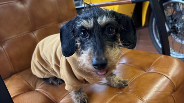 Dackel Rosi – eine tierische Influencerin auf Instagram