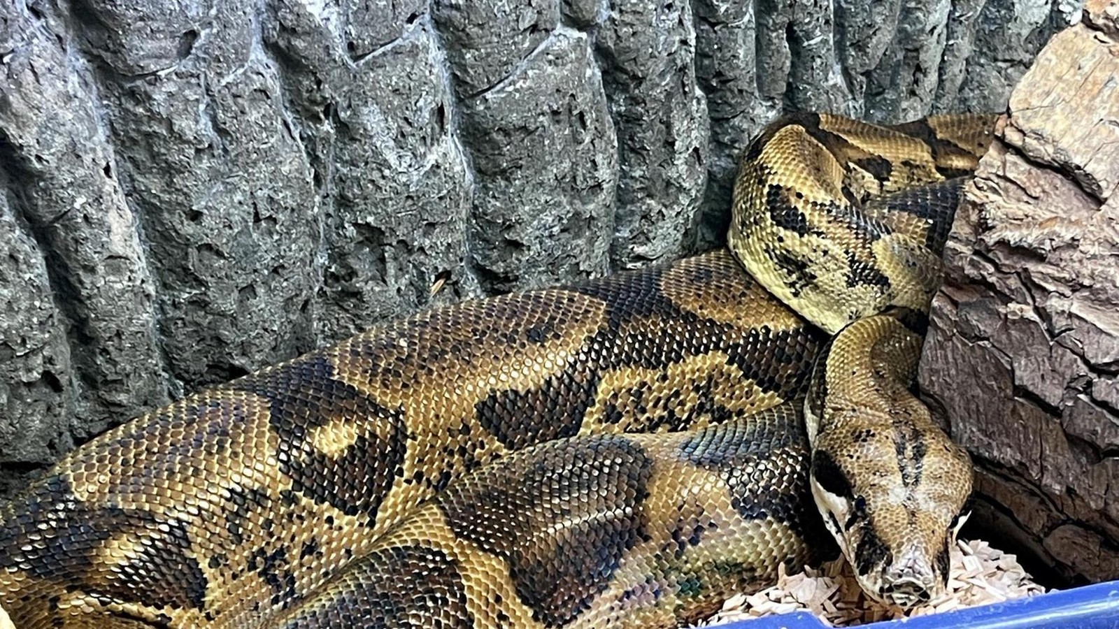 Boa-in-Plastikt-te-ausgesetzt-Tierheim-rettet-Schlange-aus-eisiger-K-lte