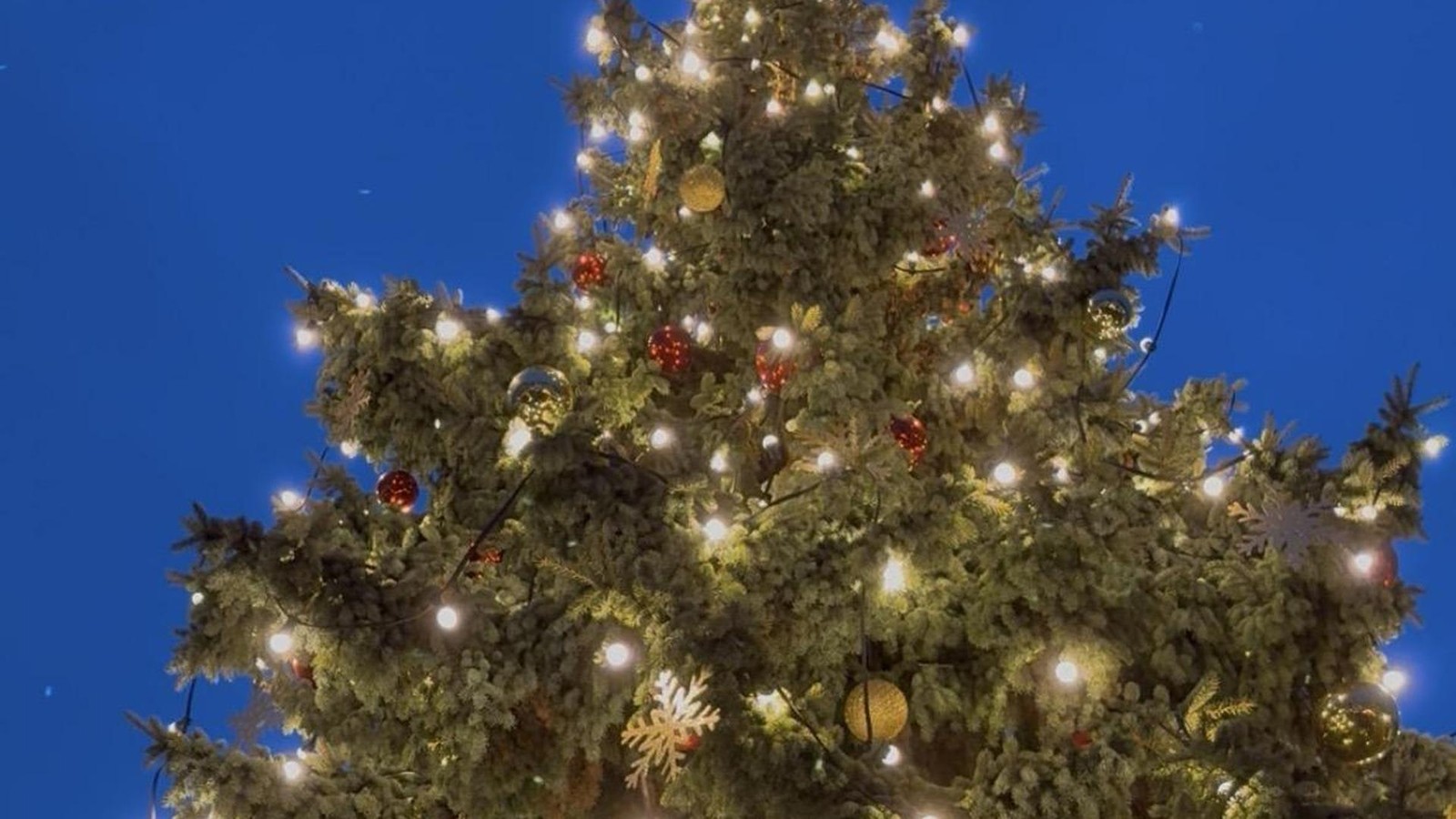 War-hier-der-Grinch-am-Werk-Dreiste-Weihnachtsbaumdiebe-im-Altenburger-Land