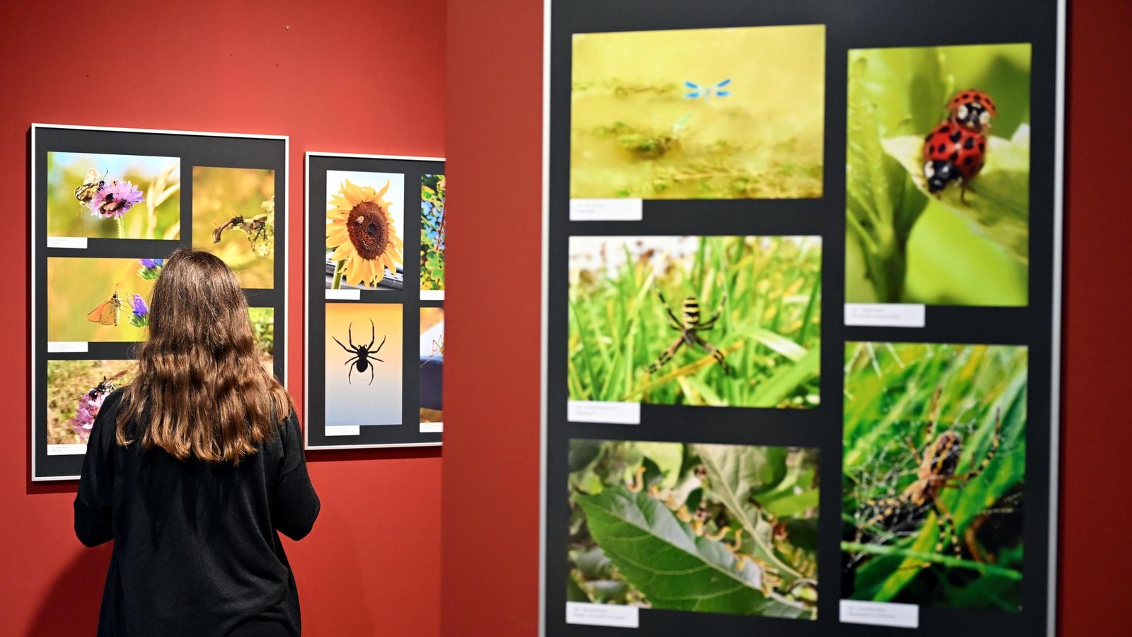 Erfurt-sucht-das-beste-Naturfoto-Auch-eine-Schmei-fliege-kann-sch-n-sein