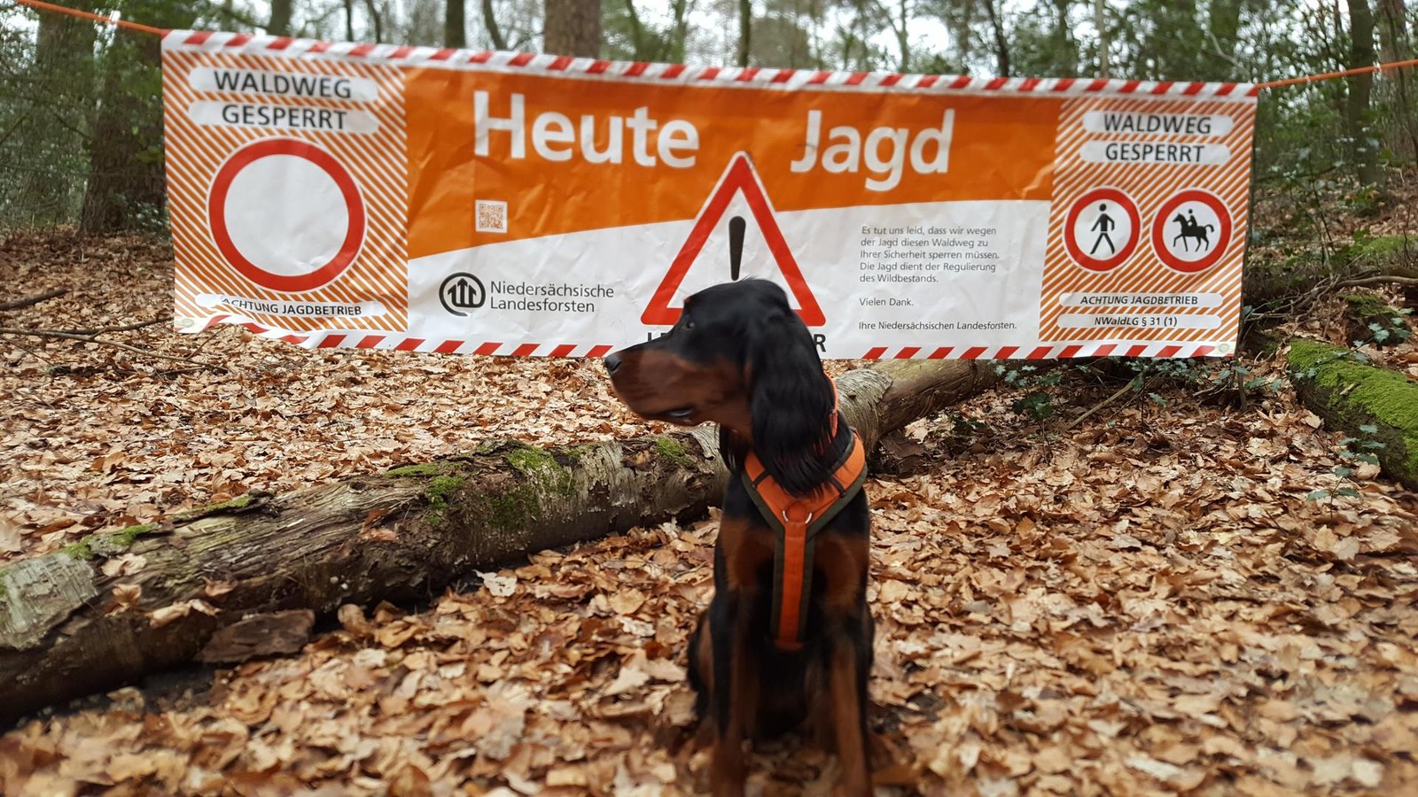 Jagd-im-Kreis-Helmstedt-Diese-Stra-e-wird-am-Donnerstag-gesperrt