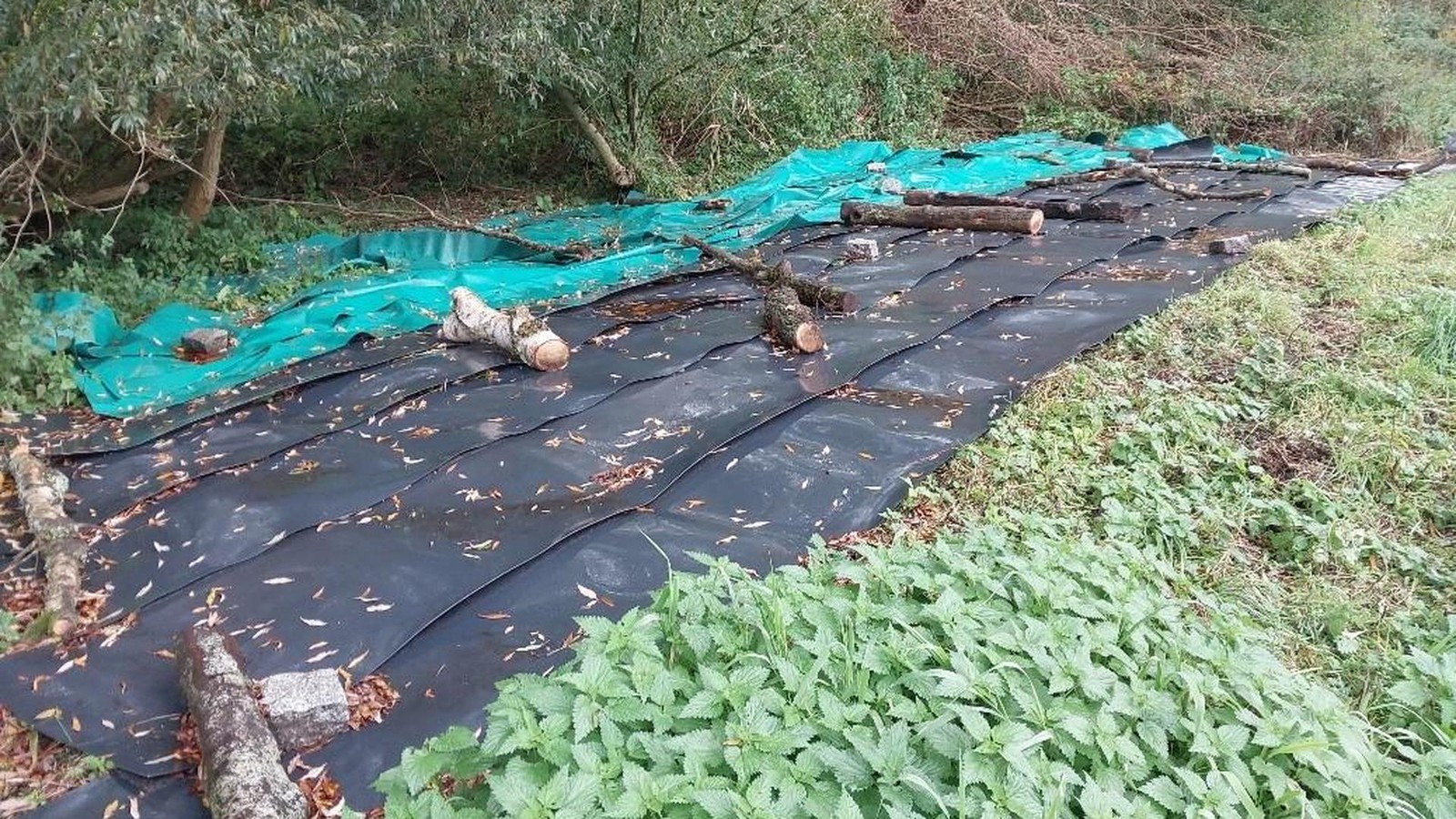 Invasion-aus-Sibirien-Diese-Pflanze-sorgt-in-Berlin-f-r-Probleme