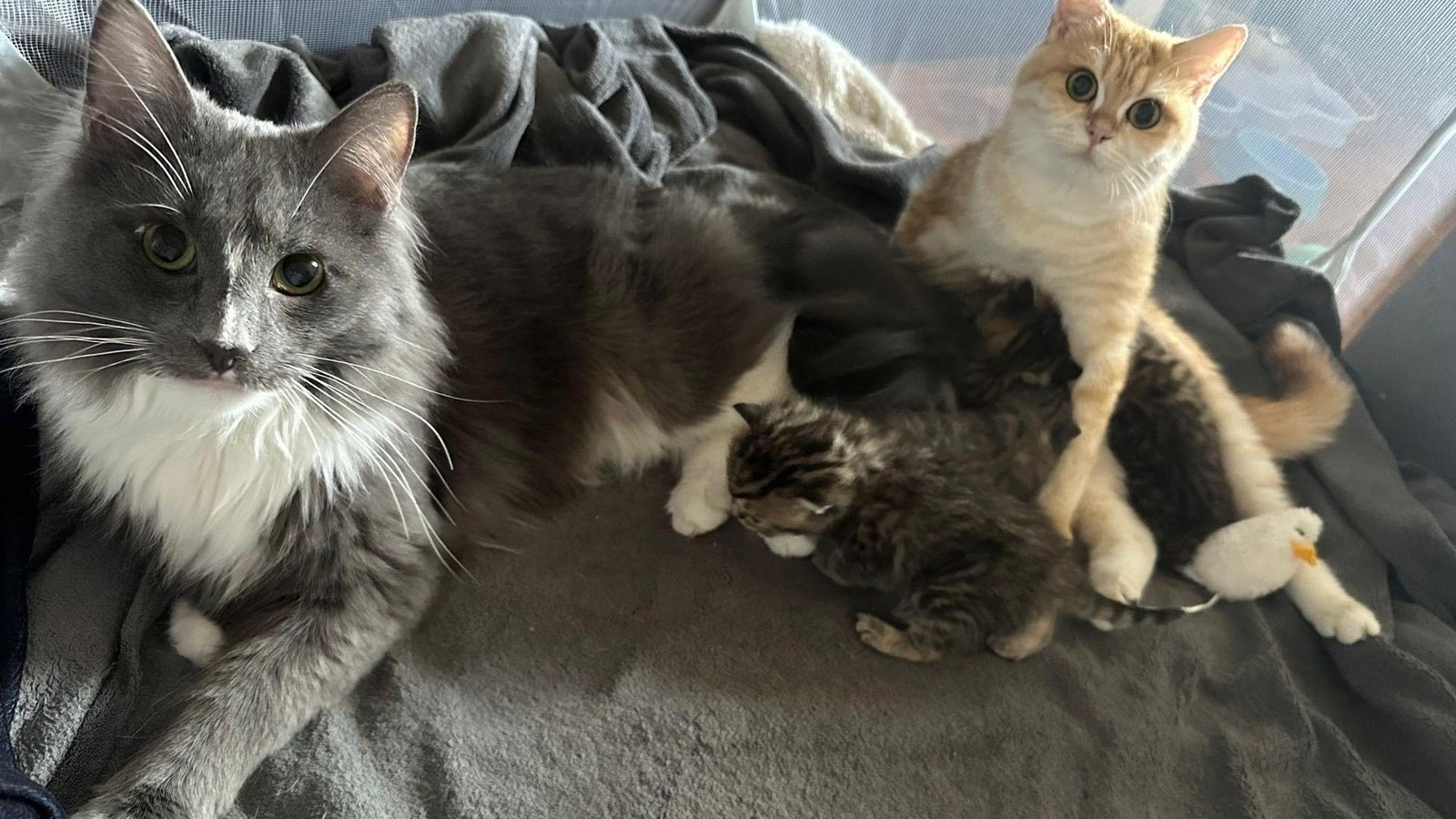 Kater-Smoky-get-tet-Polizei-ermittelt-wegen-m-glicher-Tierqu-lerei