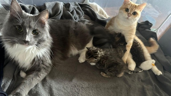 Kater Smoky getötet? Polizei ermittelt wegen möglicher Tierquälerei