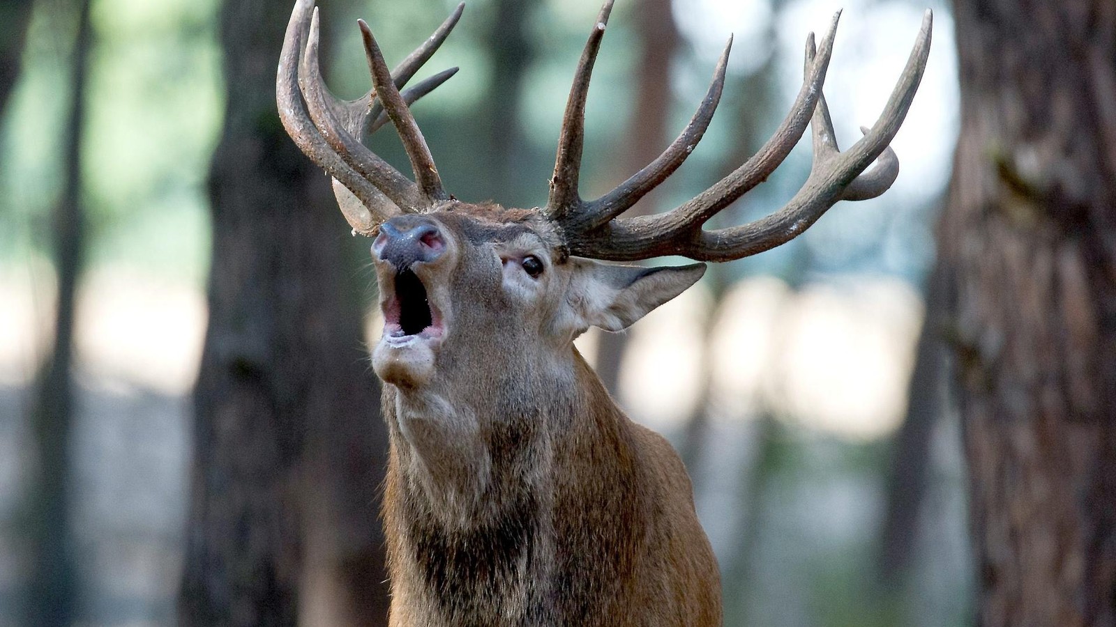 r-hrt-er-oder-r-chelt-er-wie-es-dem-th-ringer-rotwild-geht