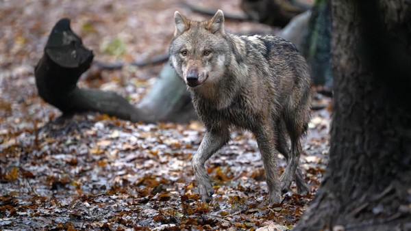 Oberverwaltungsgericht verbietet Wolfs-Tötung im Landkreis Helmstedt