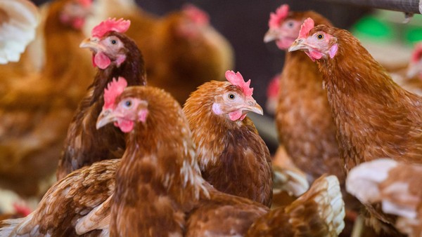 Schwerer Unfall auf der Autobahn 36: Lkw mit 1900 Hühnern kippt um