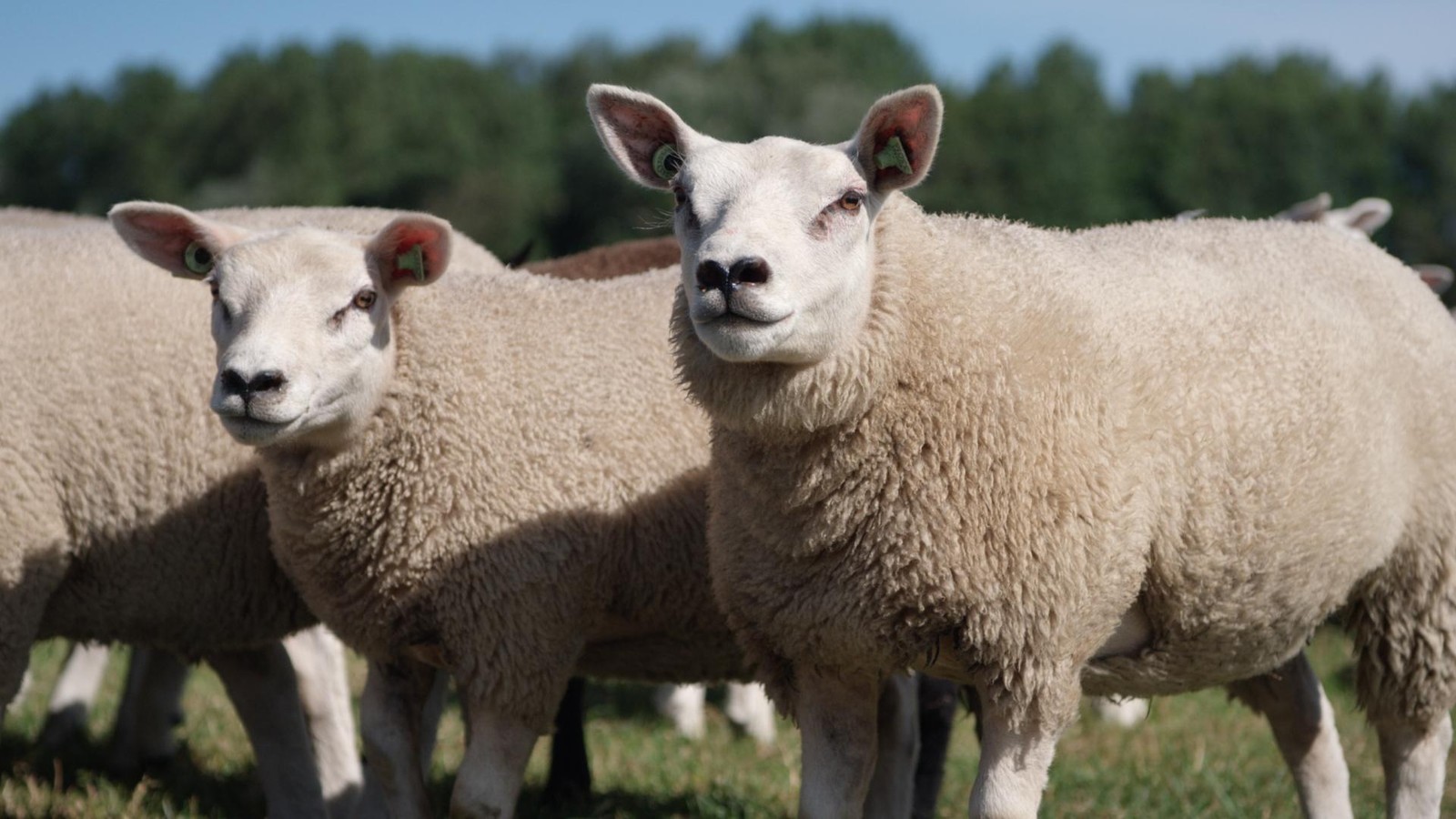 Auf-Texel-gibt-es-berall-Schafe-aus-deren-Wolle-entstehen-Bettdecken