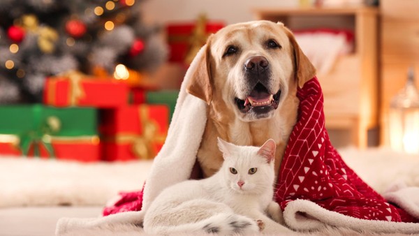 Die Gefahr lauert im Weihnachtsbaum: Das müssen Halter von Haustieren wissen