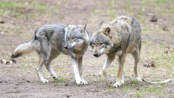 Nach Gerichtsurteil: Reaktionen zum Verbot der Wolfstötung im Kreis Helmstedt