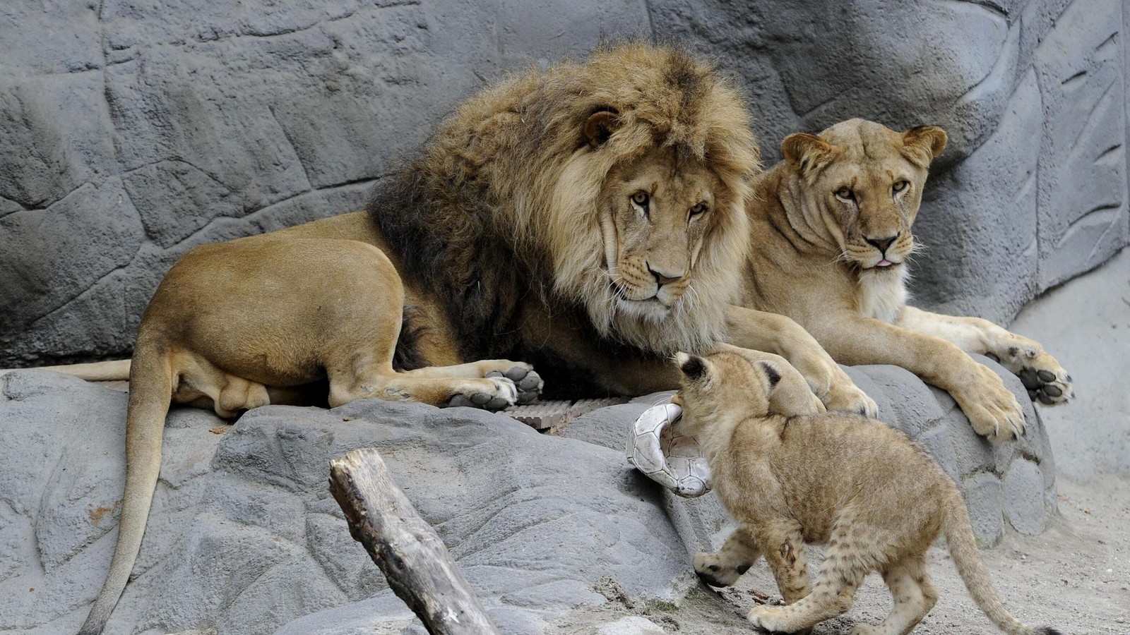 Hagenbeck-erstmals-ohne-L-wen-so-k-nnte-das-Gehege-umgebaut-werden