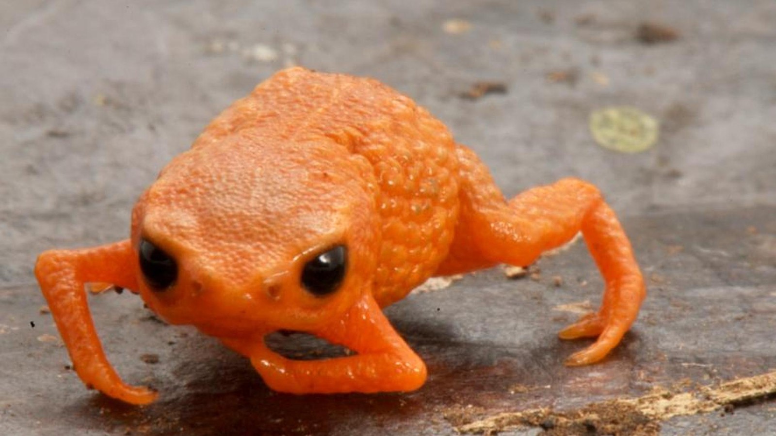 Nach-Pr-sident-benannt-Forscher-entdecken-neuen-Mini-Frosch-in-Brasilien