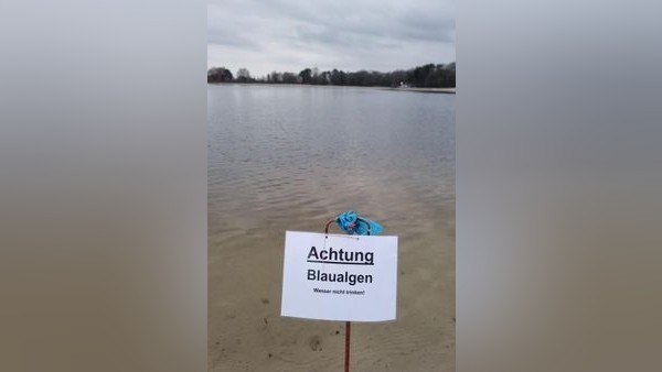 Hunde, nicht saufen! Blaualgen im Tankumsee