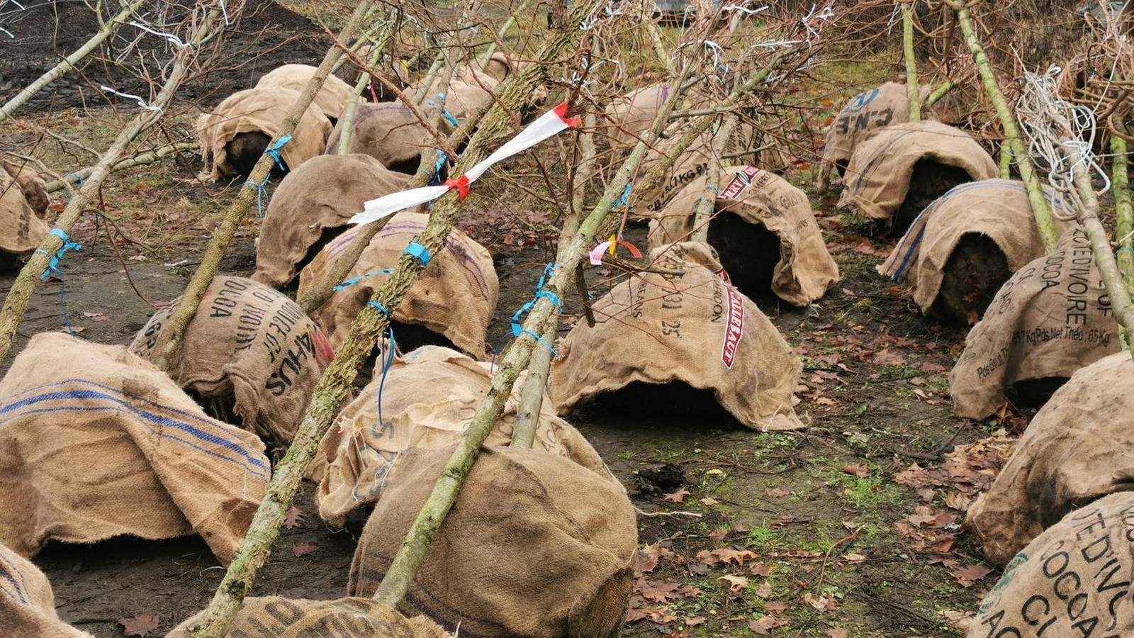 Treptow-K-penick-passt-sich-ans-Klima-an-Baumlieferung-trifft-ein