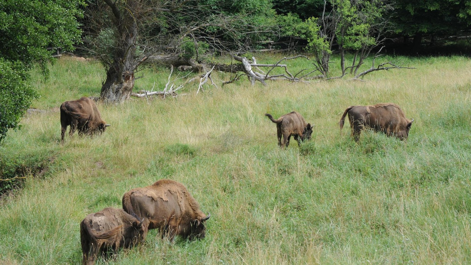 N-chste-berraschung-Statt-sieben-Wisente-nur-noch-f-nf-im-einzigen-Gehege-von-Th-ringen