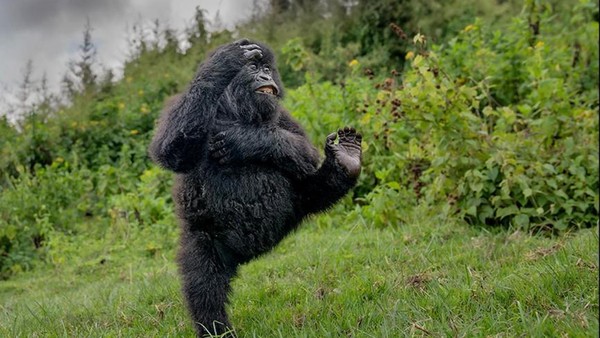Junger Gorilla gibt „High Five“ und tanzt sich zum Fotopreis