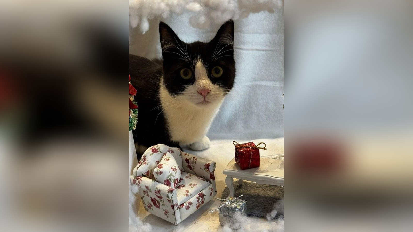 F-r-Immer-Zuhause-f-r-die-Katzengeschwister-Alina-und-Carlos-gesucht