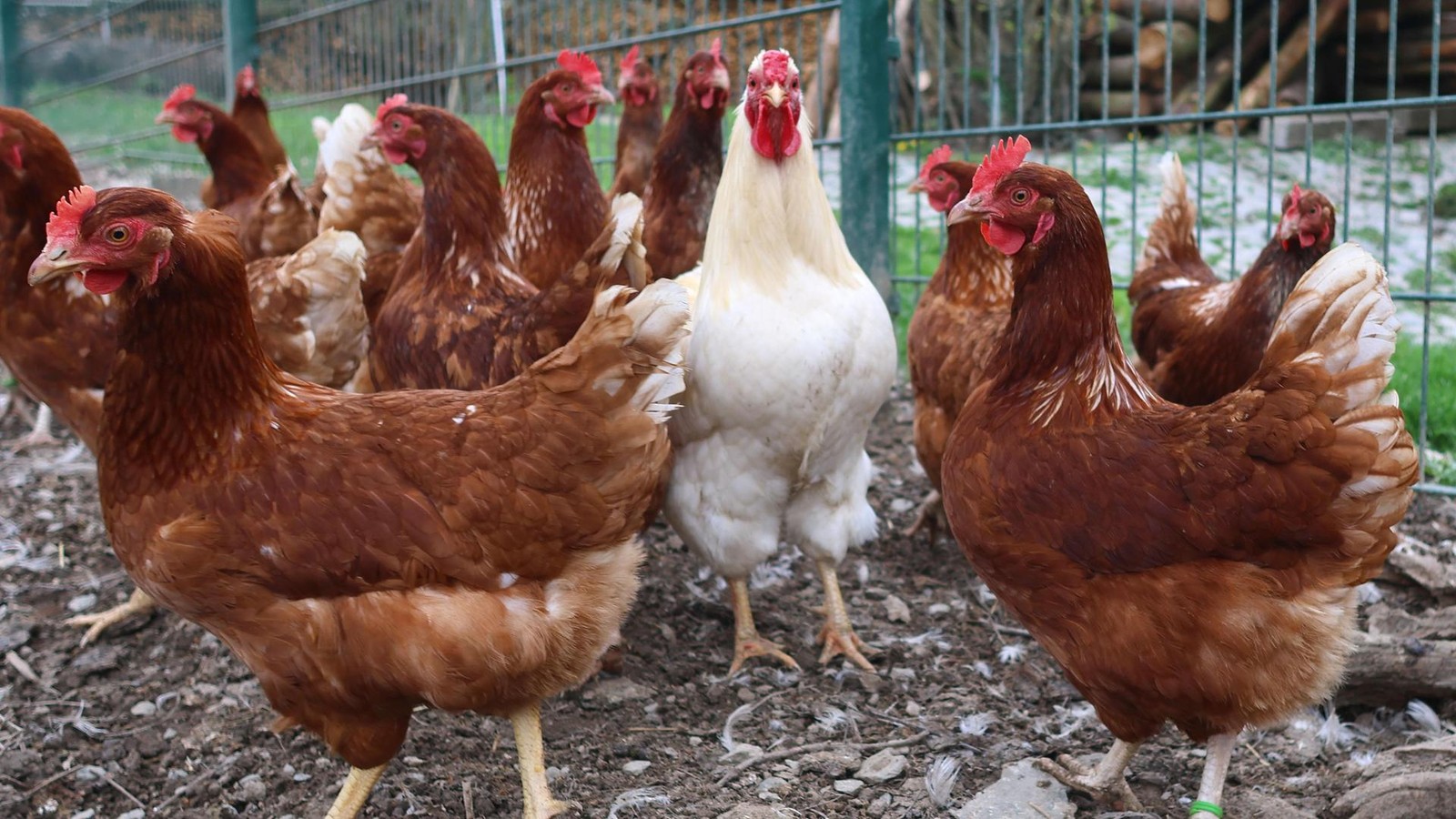 Aufatmen-im-Saale-Orla-Kreis-Aufstallungspflicht-wird-restlos-aufgehoben