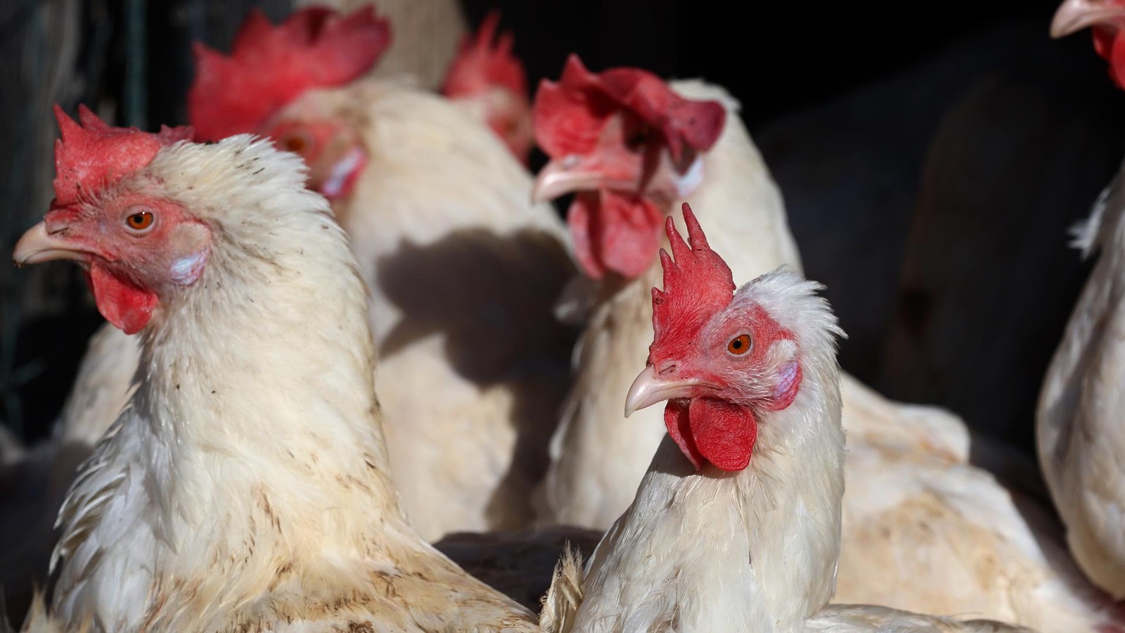 Stallpflicht-in-Teilen-des-Saale-Holzland-Kreises-wieder-aufgehoben