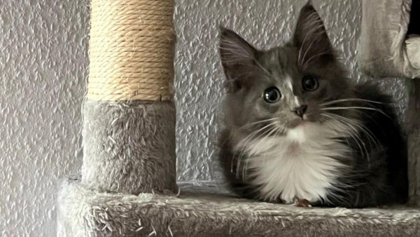 Wer tötete Kater Smoky? Polizei ermittelt und PETA setzt Belohnung aus